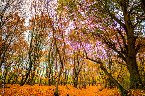 Autumn view near Deva citadel, Romania photo