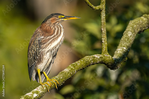 A Green Heron (Butorides virescens) perched on a branch along the Silver River in Silver Springs State Park in Florida.