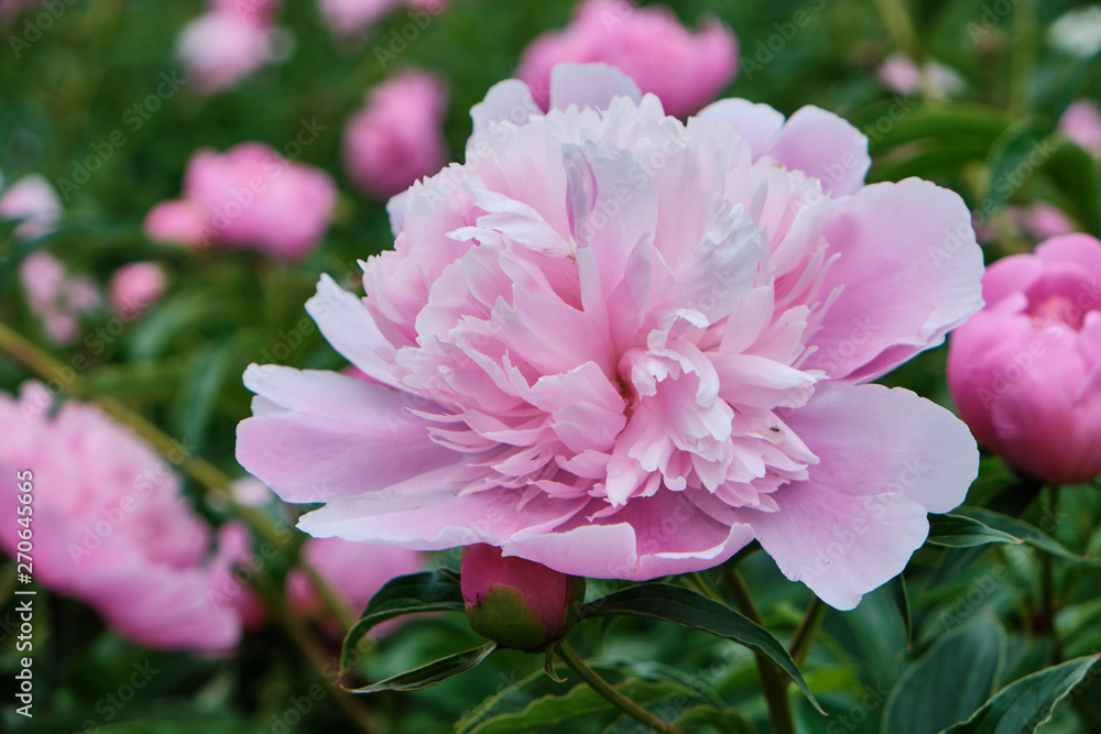 Beautiful flowers Beautiful flowers