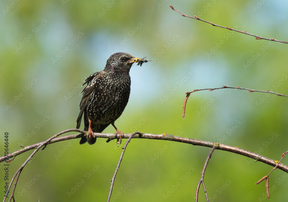 Common starling (Sturnus vulgaris) with feed on the branch Common starling (Sturnus vulgaris) with feed on the branch