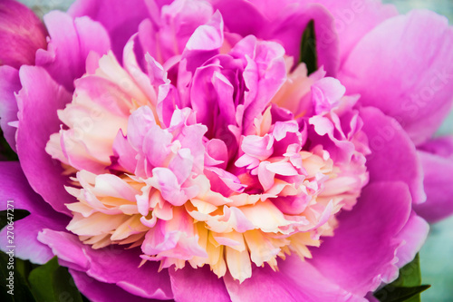 pink flower peony closeup. background