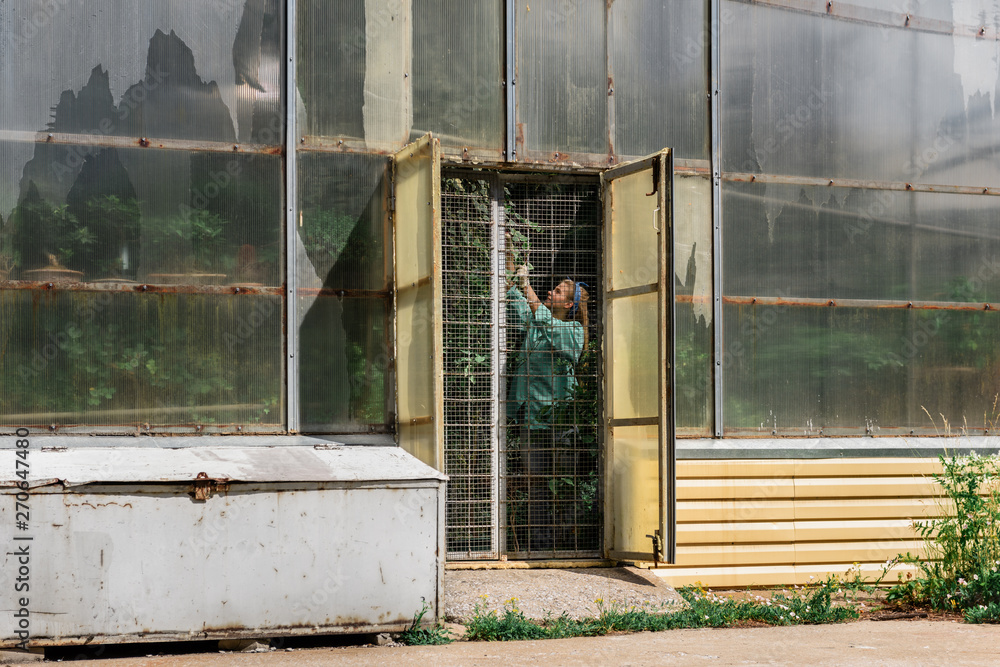 View of woman working inside of greenhouse