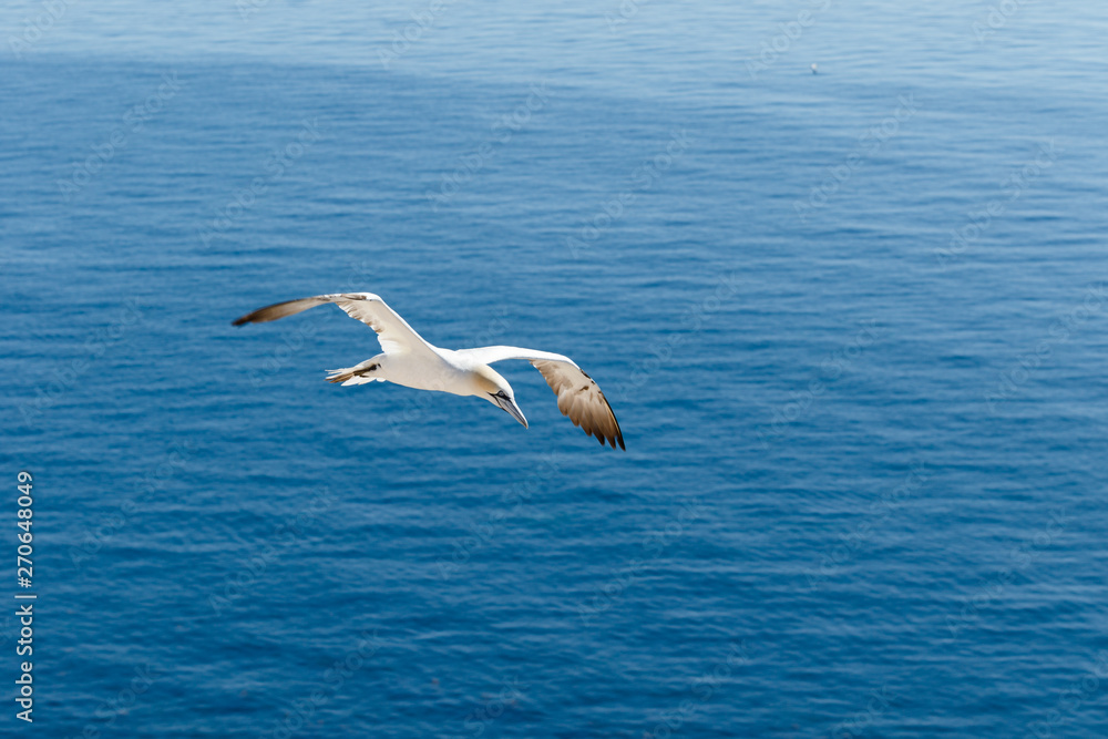 Weisser Seevogel fliegt über dem Meer Weisser Seevogel fliegt über dem Meer