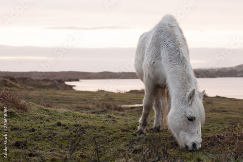 Irish Pony on the Moor photo