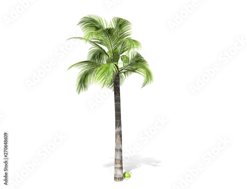 3D rendering - tall coconut tree  isolated over a white background use for natural poster or  wallpaper design  3D illustration Design.