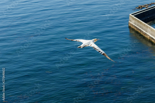 Weisser Seevogel fliegt über dem Meer