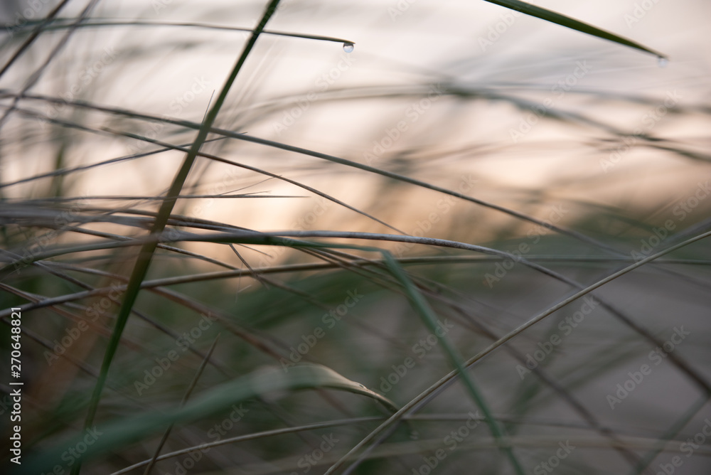 bokeh background plants bokeh background plants