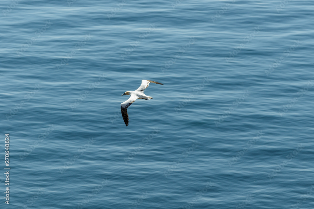 Fototapeta premium Weisser Seevogel fliegt über dem Meer