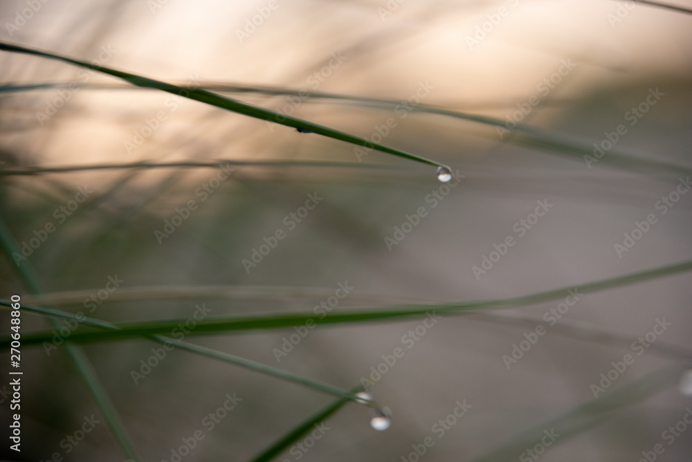 bokeh background plants bokeh background plants