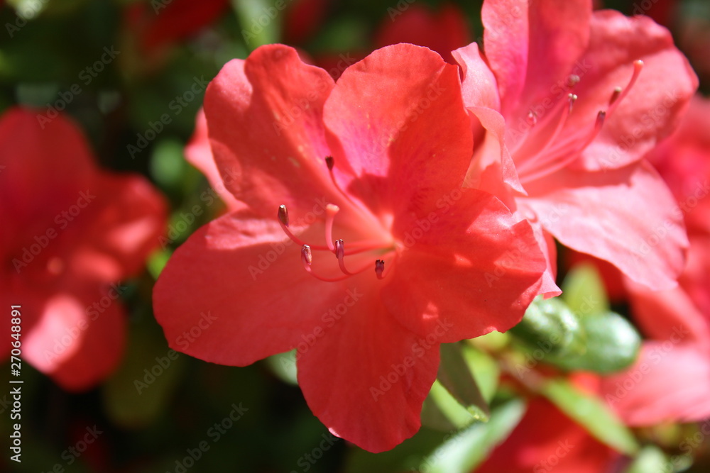 Beautiful azalea flowers bloom under spring sunshine Beautiful azalea flowers bloom under spring sunshine