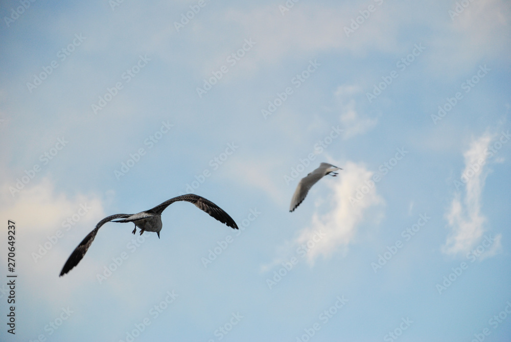 seagulls flying in winter