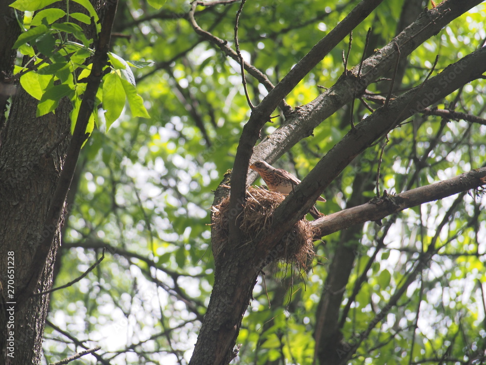 The thrush flew to the nest to feed the Chicks. The thrush flew to the nest to feed the Chicks.