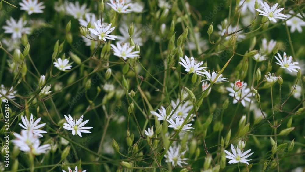 Full bloom of chamomile flowers.camomile. Field of camomiles at sunny day at nature. Camomile daisy flowers, field flowers, chamomile flowers