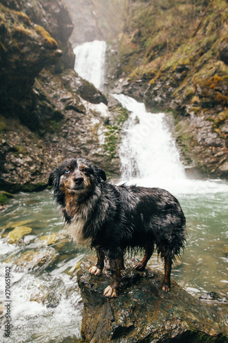 Smiling Dog Posing on a Rock in Front of a Waterfall photo