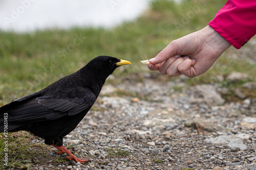 Vogel wird mit der Hand gefüttert