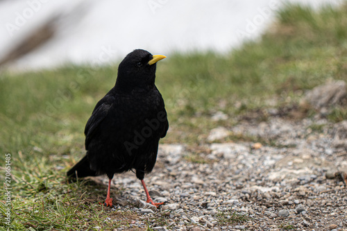 Vogel