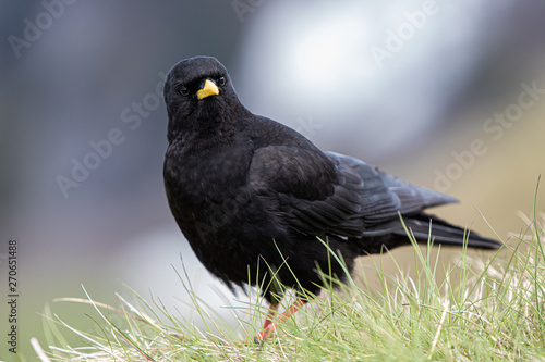 Portrait von Vogel