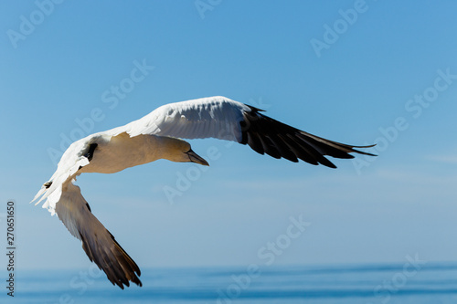 Nahaufnahme eines Seevogels der über dem Meer fliegt