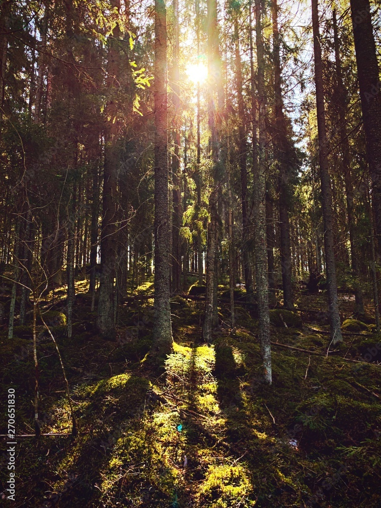 Obraz premium forest in autumn