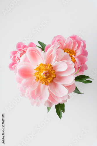 Top view of open peony flowers photo