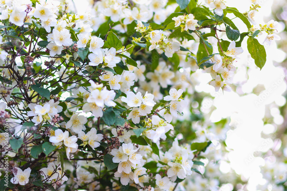 branch blooming jasmine day. Close-up of blooming jasmine.