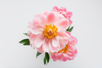 Top view peony flowers