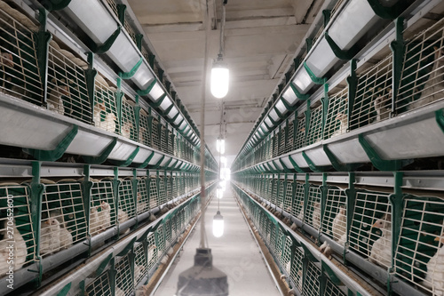 Young white egg-laying hens in cages on a chicken farm. Factory producing eggs and broilers. Bright lamps in the aisle between rows of bird cages.