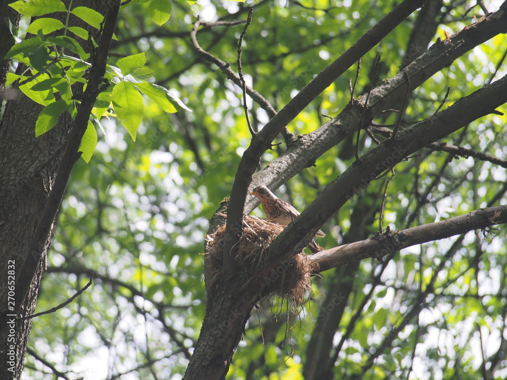 The thrush flew to the nest to feed the Chicks. The thrush flew to the nest to feed the Chicks.