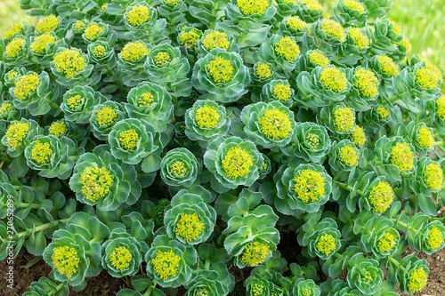 Rhodiola rosea blossom by springtime at solar day