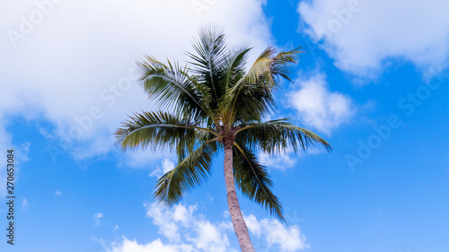 A tall isolated palm tree with a beautiful blue sky with passing clouds.