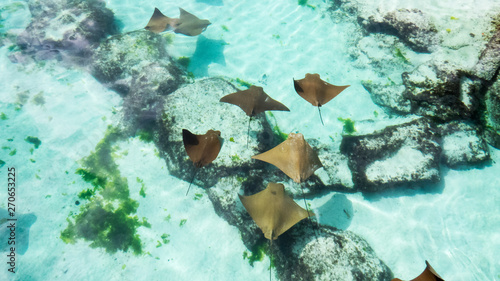Small healthy sting rays swimming peacefully in the warm shallow water of the Bahamas.	