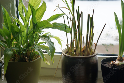 melting snow outside at the last days of winter with plants at window photo