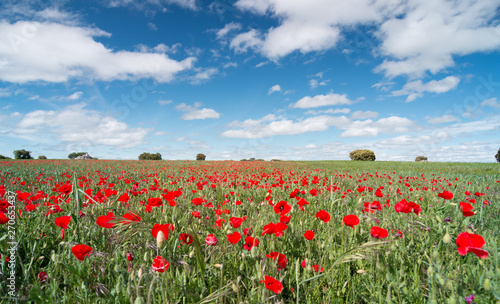 Beautiful red poppy flowers in a field with a blue sky.