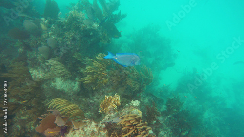 Bright blue fish at the edge of the coral reefs in the warm water of the Bahamas.