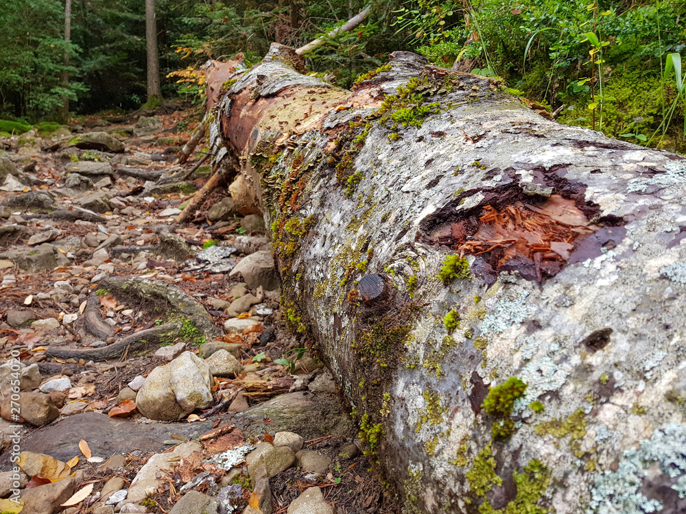 Decayed fallen tree laying on grass in Ordesa y Monte Perdido National Park, Huesca. Spain Decayed fallen tree laying on grass in Ordesa y Monte Perdido National Park, Huesca. Spain
