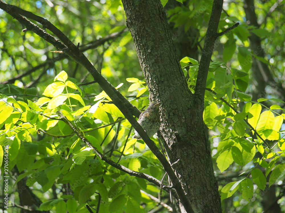 Chick thrush sitting on a tree branch and waiting for parents. Chick thrush sitting on a tree branch and waiting for parents.