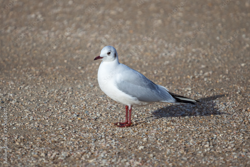 portrait of one seagull standing on the ground portrait of one seagull standing on the ground