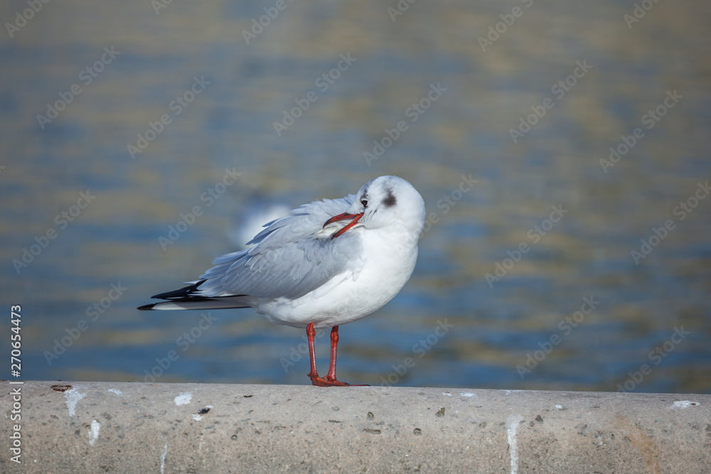 white seagulls at the water, portrait of birds. white seagulls at the water, portrait of birds.