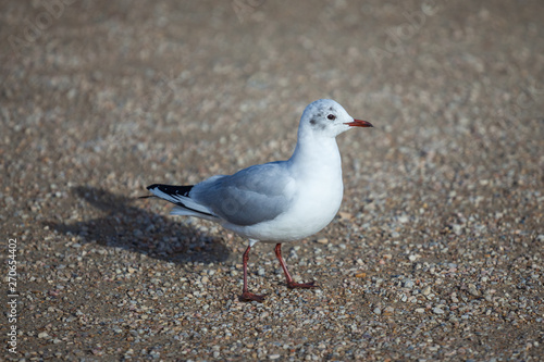 portrait of one seagull standing on the ground © k_samurkas