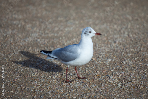 portrait of one seagull standing on the ground