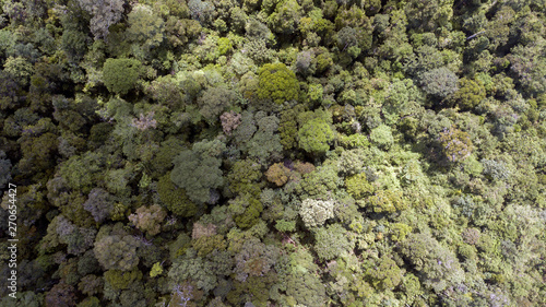scenary rain forest from aerial © Yie