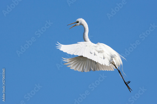 Egret in flight, St. Augustine