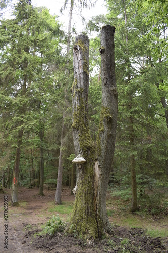 Wallpaper Mural Picture Torontodigital.ca