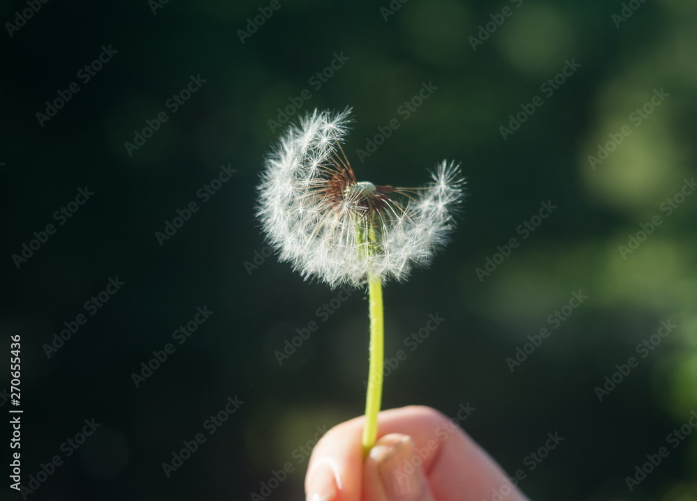 Fototapeta premium details of the dandelion in spring time