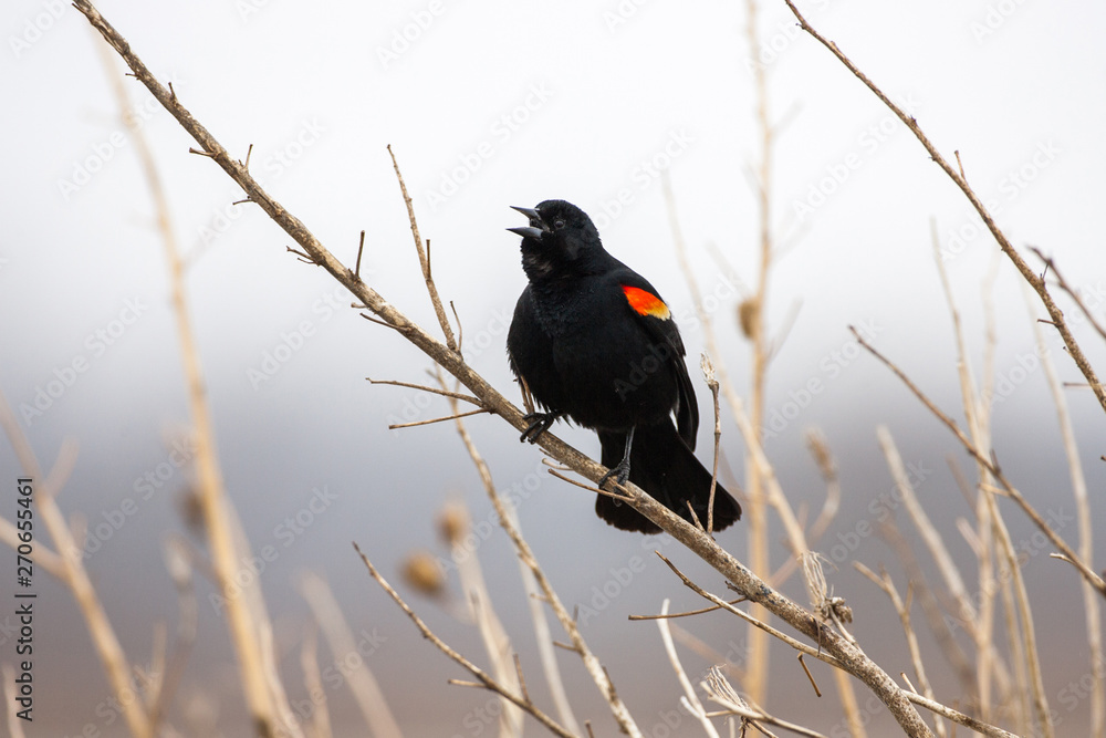 Red winged blackbird chirping, Missouri Red winged blackbird chirping, Missouri
