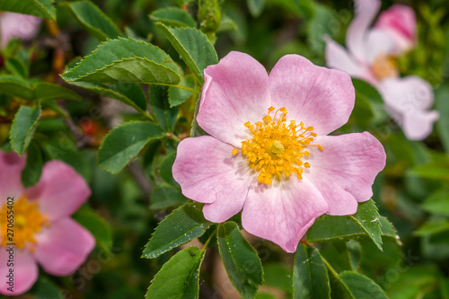 Pink flower in the garden on a spring morning.