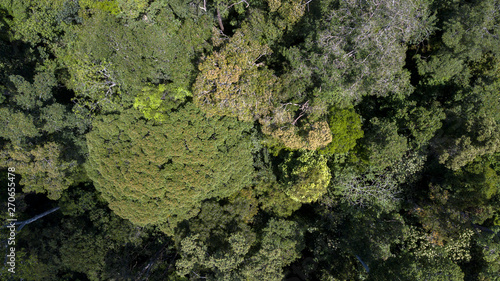 scenary rain forest from aerial © Yie