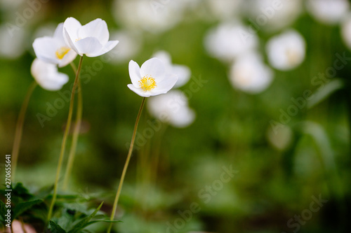 Green glade with white anemone flowers in spring garden