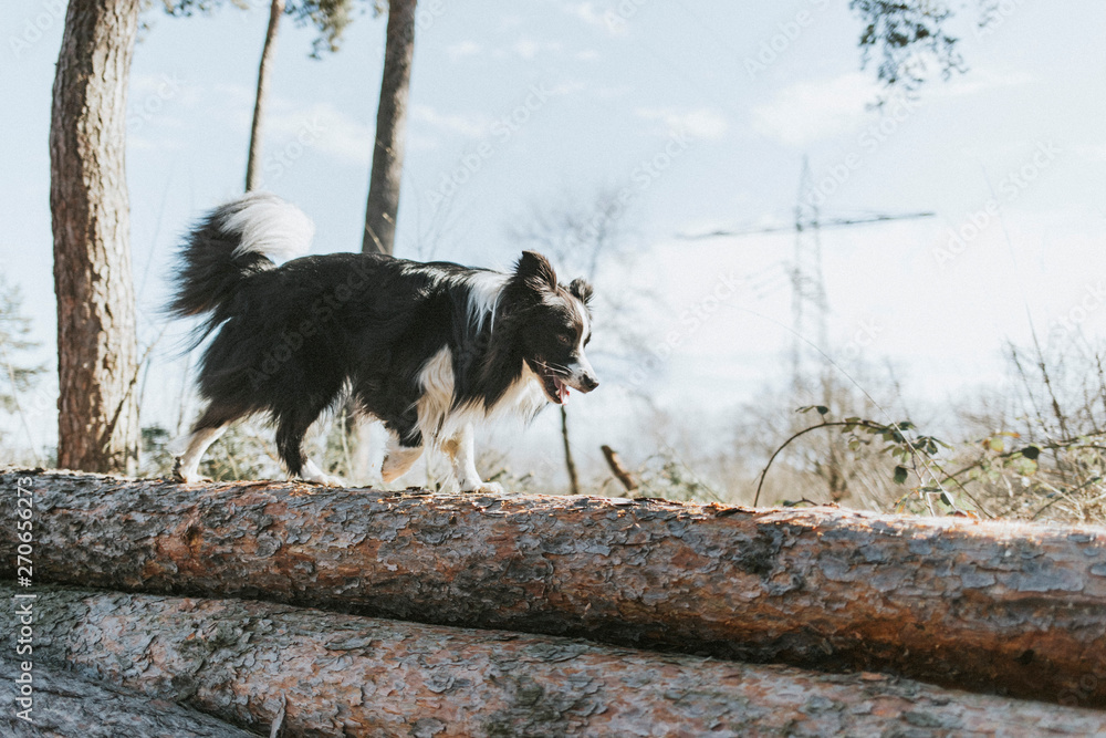 Border Collie walking on tree log in the forest Border Collie walking on tree log in the forest