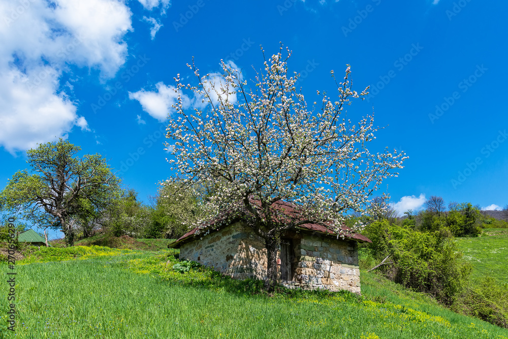 A mountain house with a beautiful tree grows. Beautiful nature in Serbia A mountain house with a beautiful tree grows. Beautiful nature in Serbia
